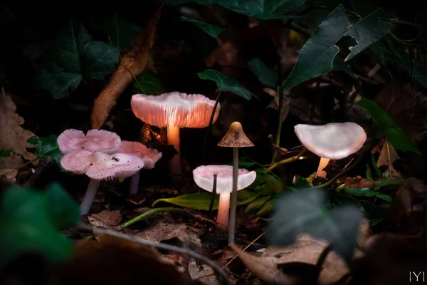 Beau Champignon Blanc Dans Forêt — Photo