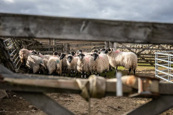 Gado Doméstico Fazenda Agricultura Agricultura Animais Alimentos Aves Capoeira Gado — Fotografia de Stock