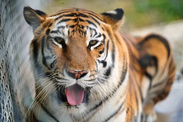 Tiger Djurparken — Stockfoto
