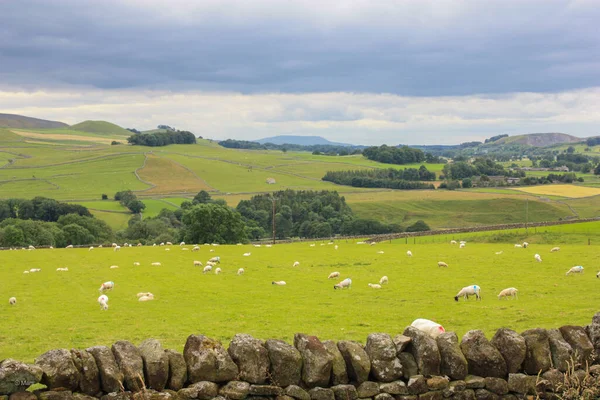 緑の牧草地で羊の放牧 — ストック写真