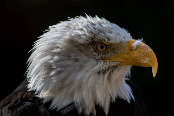 Bald Eagle Head Close View — Stock Photo, Image
