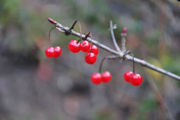 Rote Beeren Auf Einem Zweig Eines Busches — Stockfoto