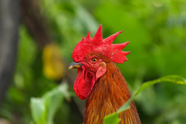 黒い背景の美しい赤い雄鶏 — ストック写真