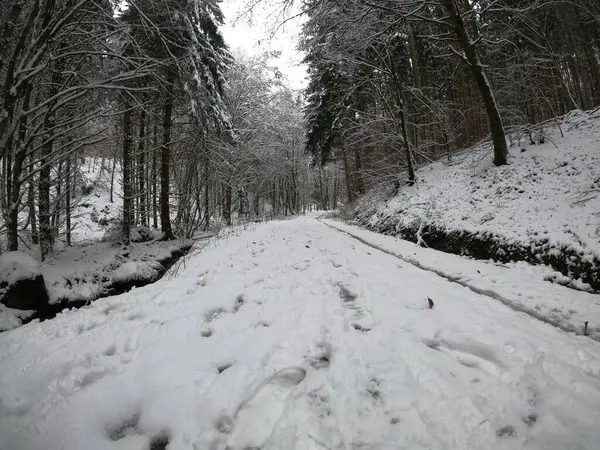 Bosque Invierno Nieve — Foto de Stock