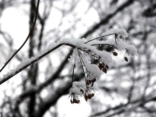Belas Árvores Cobertas Neve Branca Floresta Inverno — Fotografia de Stock