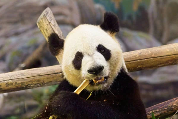 パンダは動物園で熊を飼い — ストック写真