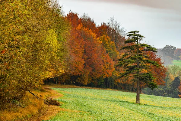 カラフルな木々や緑の葉を持つ秋の風景 — ストック写真