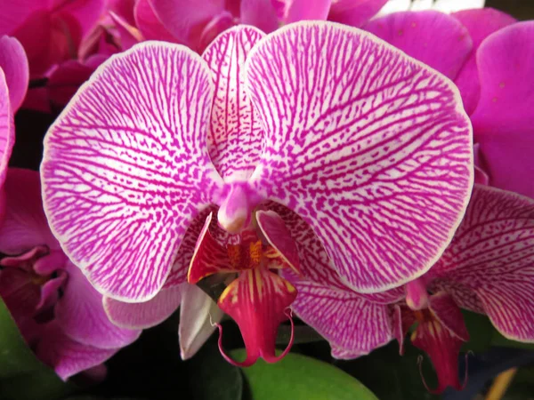Gyönyörű Orchidea Virág Kertben — Stock Fotó