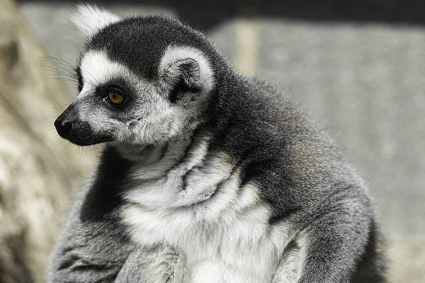 Black Tailed Lemur Sitting Tree — Stock Photo, Image