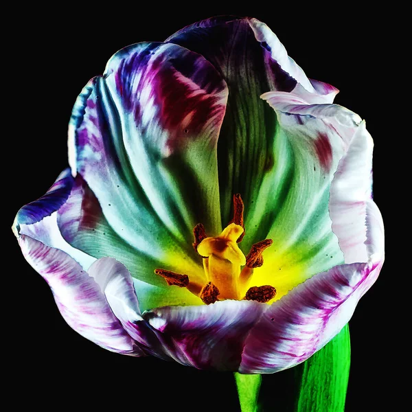 Красивый Цветок Радужной Оболочки Черном Фоне — стоковое фото