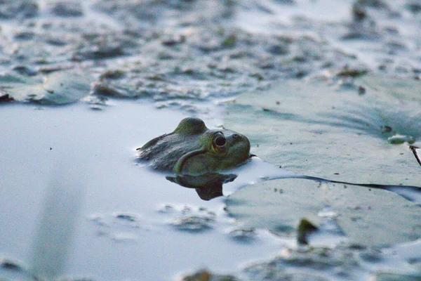 Лягушка Пляже — стоковое фото