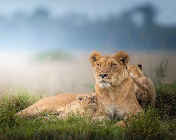 León Sabana África —  Fotos de Stock