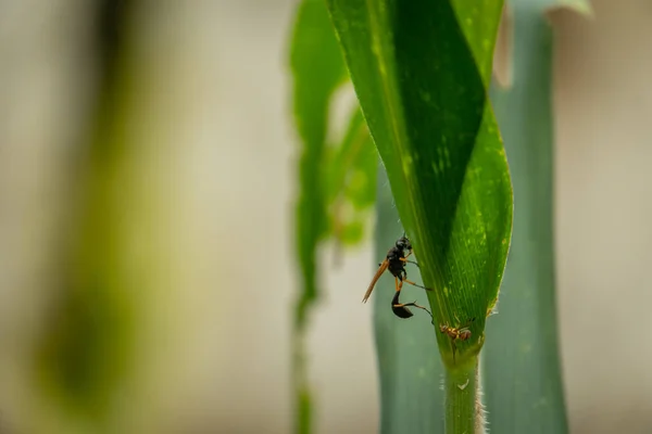 Primo Piano Insetto Sfondo Della Natura — Foto Stock