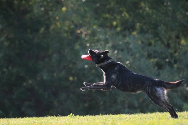 Cane Che Corre Nel Parco — Foto Stock