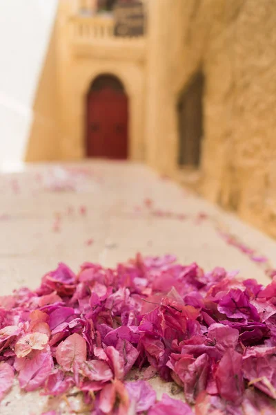 Gros Plan Une Rose Rouge Blanche — Photo