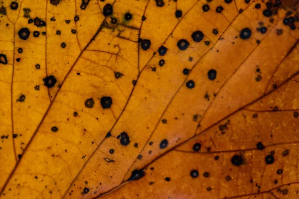 Podzimní Listí Bílém Pozadí — Stock fotografie