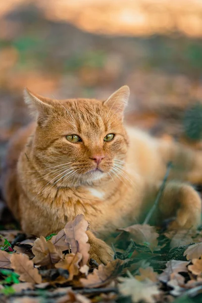 Aranyos Vörös Macska Kertben — Stock Fotó