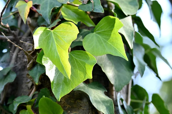 Uma Bela Folha Hera Verde — Fotografia de Stock