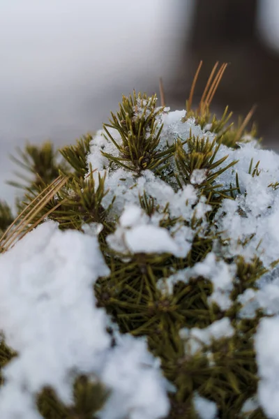 Gyönyörű Téli Táj Hóval Borított Fák — Stock Fotó