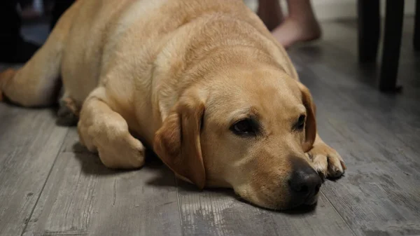 床に寝そべってるゴールデンレトリバー犬 — ストック写真