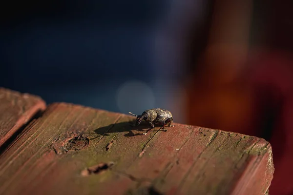 Nahaufnahme Von Insekten Selektiver Fokus — Stockfoto