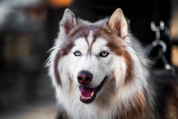 Porträtt Vacker Hund — Stockfoto