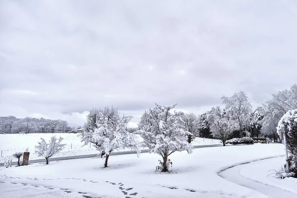 Bela Paisagem Inverno Com Árvores Cobertas Neve — Fotografia de Stock