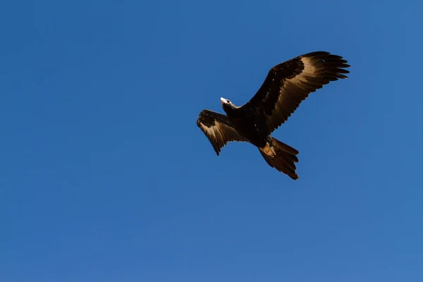Gökyüzünde Uçan Kel Bir Kartal — Stok fotoğraf