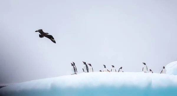Sarkvidéki Pingvinek Hóban — Stock Fotó