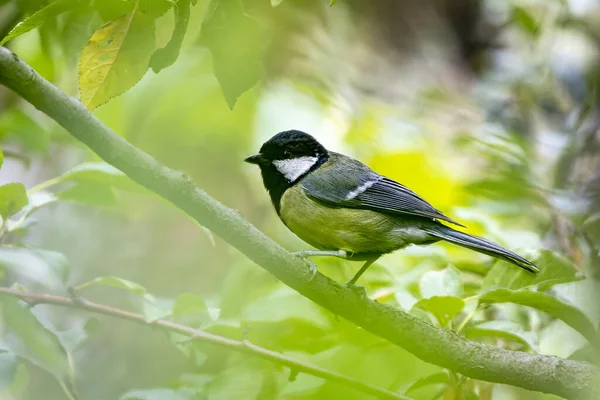 Pájaro Está Sentado Una Rama —  Fotos de Stock