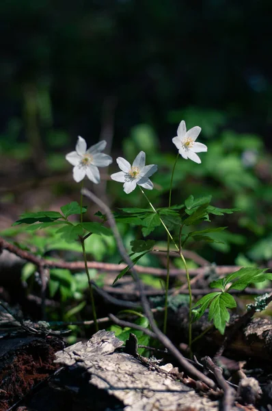 Piękne Białe Kwiaty Lesie — Zdjęcie stockowe