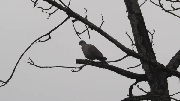 Corbeau Noir Blanc Assis Sur Une Branche Arbre — Photo