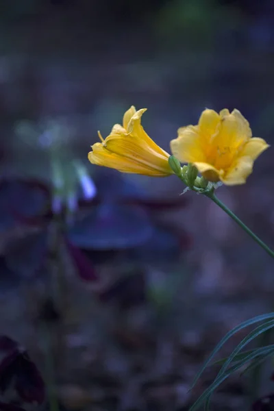 Hermosa Flor Amarilla Jardín — Foto de Stock