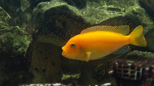 Hermosos Peces Acuario — Foto de Stock