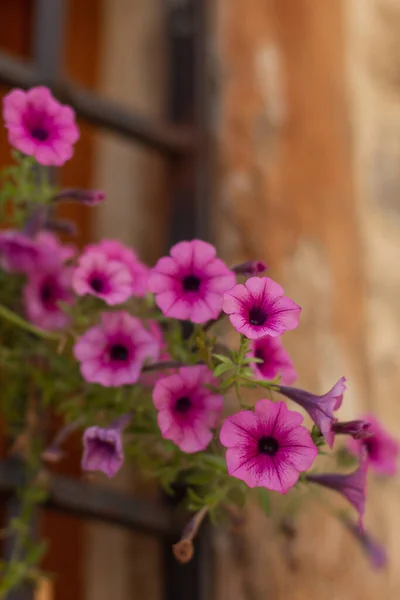 Vakre Blomster Hagen – stockfoto