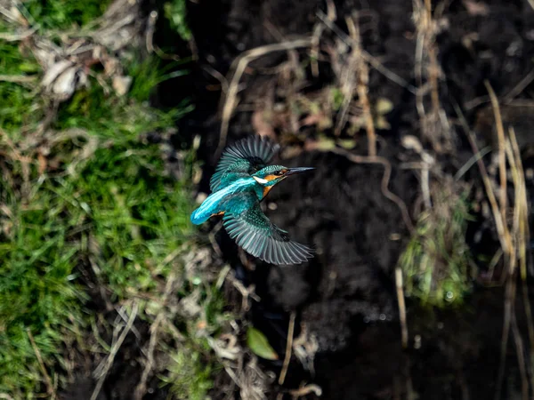 Kingfisher Alcedo Atthis Oiseau Brésil Faune Faune Flore Nature Bleu — Photo