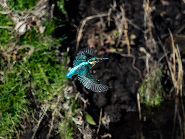 Kingfisher Alcedo Bird Brrazil Wild Life Fauna Flora Nature Blue — Stok fotoğraf