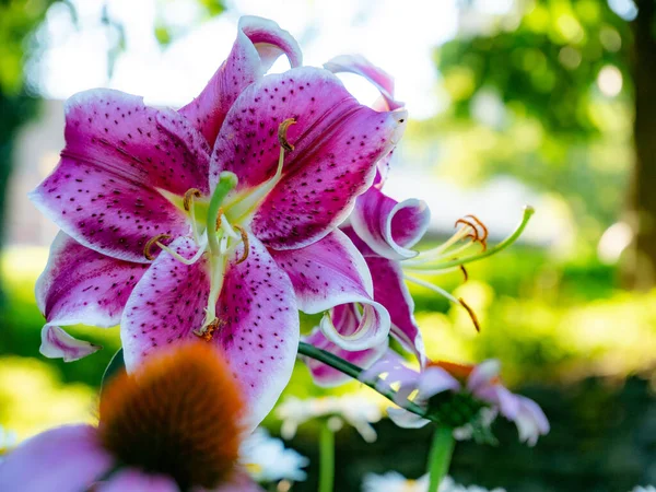 Bellissimo Fiore Orchidea Rosa Giardino — Foto Stock