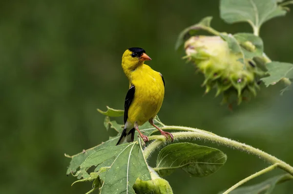 Primo Piano Uccello — Foto Stock