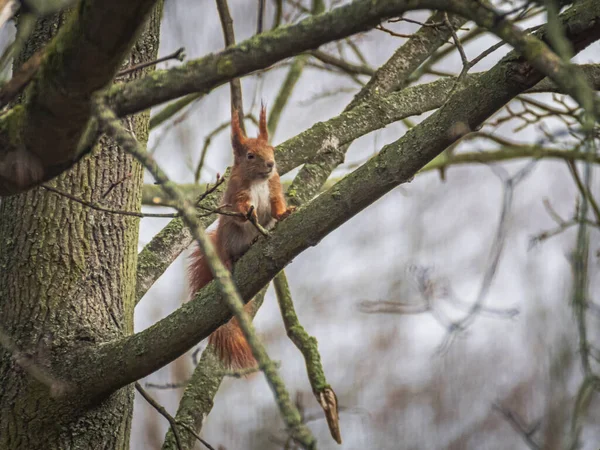 Wiewiórka Drzewie Lesie — Zdjęcie stockowe