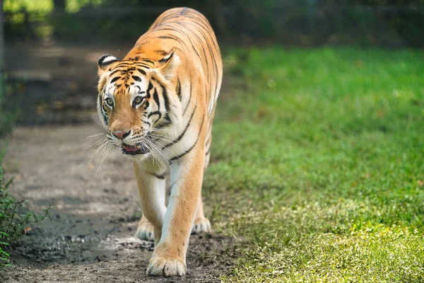 動物園の虎 — ストック写真