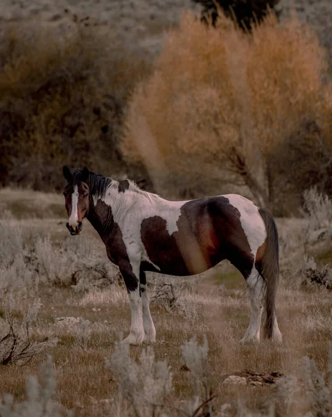Krásný Záběr Koně Poli — Stock fotografie