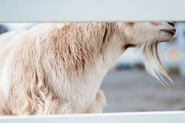 動物園の白い犬は — ストック写真
