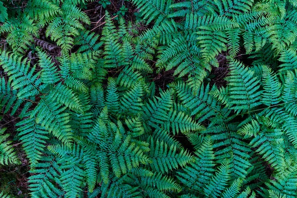 Green Spruce Branches Nature Background — Stock Photo, Image
