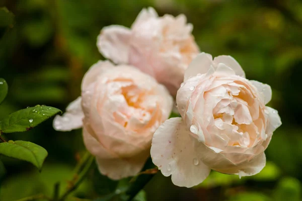 Belas Rosas Jardim — Fotografia de Stock