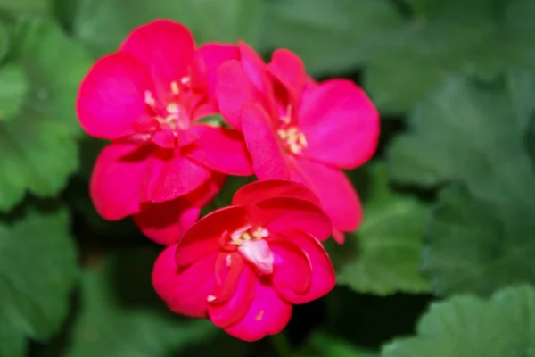 Vue Rapprochée Belles Fleurs Fleurs — Photo