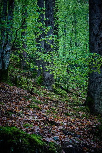 Красивий Ліс Горах — стокове фото