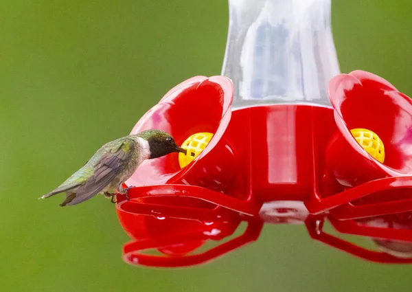 Nahaufnahme Eines Kleinen Vogels — Stockfoto