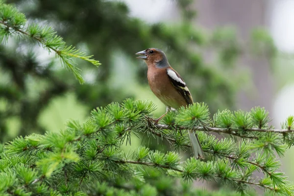 Pássaro Senta Ramo Uma Árvore — Fotografia de Stock