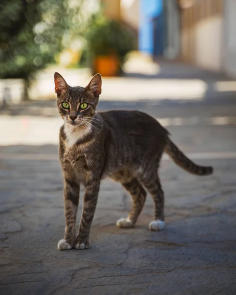 Gatto Strada — Foto Stock